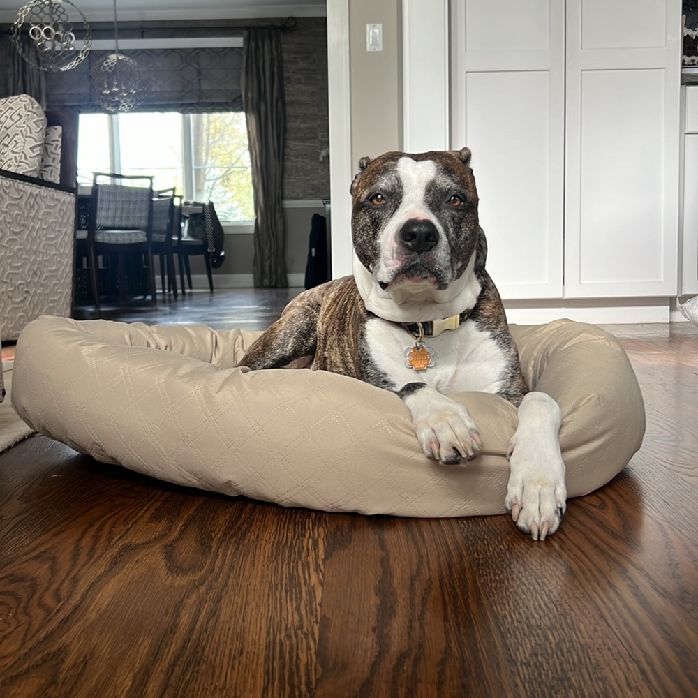 Dog bed